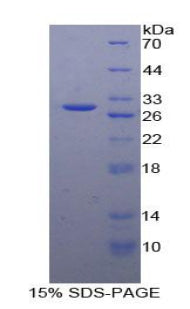 Figure 1. SDS-PAGE
