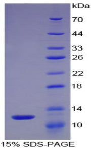 Figure 1. SDS-PAGE