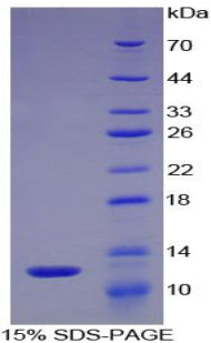 Figure 1. SDS-PAGE