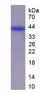 Figure 1. SDS-PAGE