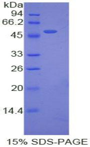Figure 1. SDS-PAGE