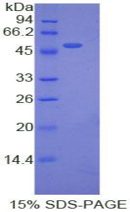 Figure 1. SDS-PAGE