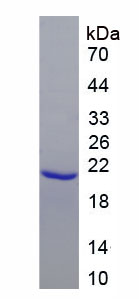 Figure 1. SDS-PAGE