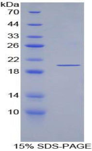 Figure 1. SDS-PAGE
