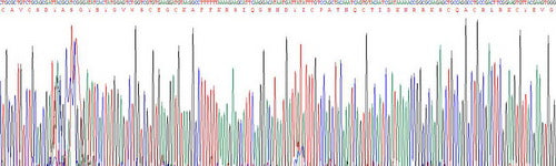 Recombinant Human Estrogen Receptor Beta (ERb)