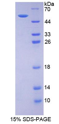Figure 1. SDS-PAGE