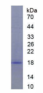 Figure 1. SDS-PAGE