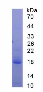 Figure 1. SDS-PAGE