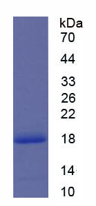 Figure 1. SDS-PAGE