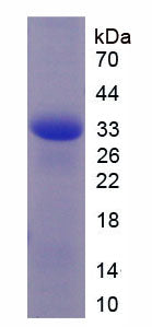 Figure 1. SDS-PAGE