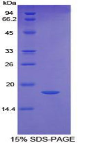 Figure 1. SDS-PAGE