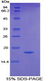 Figure 1. SDS-PAGE