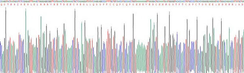Recombinant Mouse Factor Related Apoptosis (FAS)