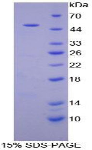 Figure 1. SDS-PAGE
