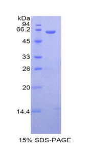 Figure 1. SDS-PAGE
