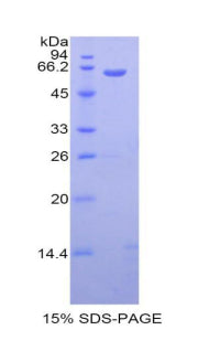 Figure 1. SDS-PAGE