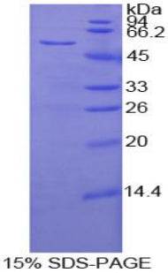 Figure 1. SDS-PAGE
