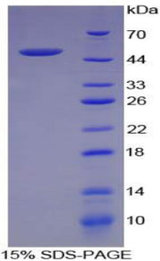 Figure 1. SDS-PAGE