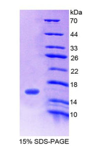 Figure 1. SDS-PAGE