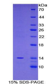 Figure 1. SDS-PAGE