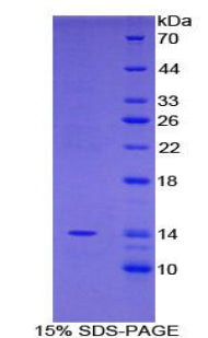 Figure 1. SDS-PAGE