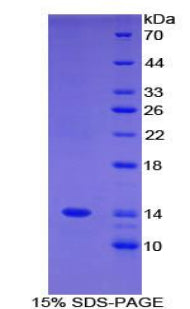Figure 1. SDS-PAGE