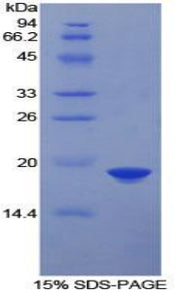Figure 1. SDS-PAGE