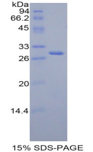 Figure 1. SDS-PAGE