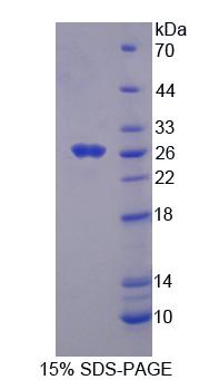 Figure 1. SDS-PAGE