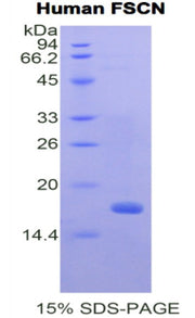 Figure 1. SDS-PAGE