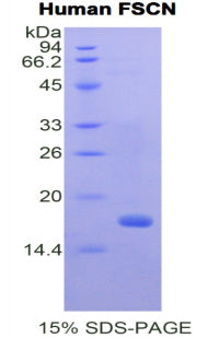Figure 1. SDS-PAGE