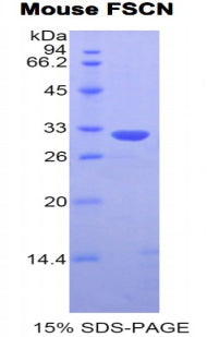 Figure 1. SDS-PAGE