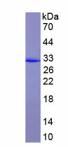 Figure 1. SDS-PAGE