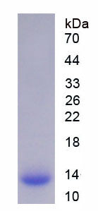 Figure 1. SDS-PAGE