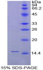 Figure 1. SDS-PAGE