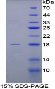 Figure 1. SDS-PAGE