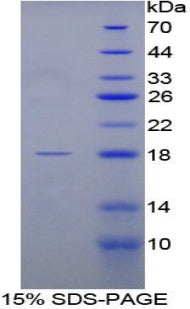 Figure 1. SDS-PAGE