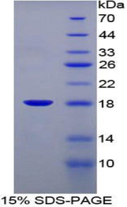 Figure 1. SDS-PAGE