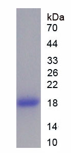 Figure 1. SDS-PAGE