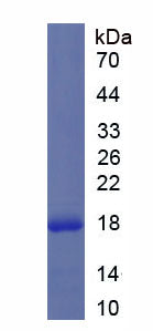 Figure 1. SDS-PAGE