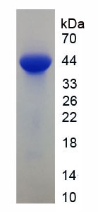 Figure 1. SDS-PAGE