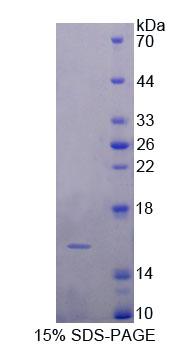 Figure 1. SDS-PAGE