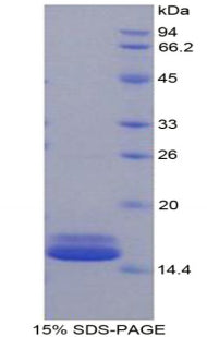 Figure 1. SDS-PAGE