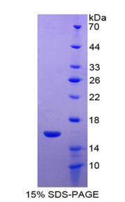 Figure 1. SDS-PAGE