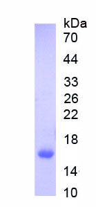 Figure 1. SDS-PAGE