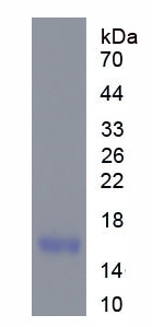 Figure 1. SDS-PAGE