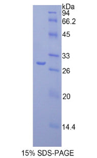 Figure 1. SDS-PAGE