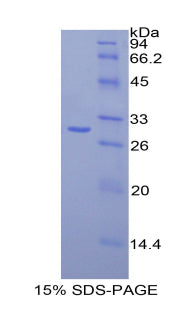 Figure 1. SDS-PAGE