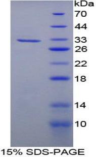 Figure 1. SDS-PAGE