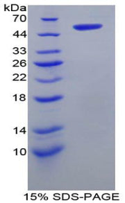 Figure 1. SDS-PAGE